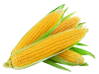 Fodder Crops